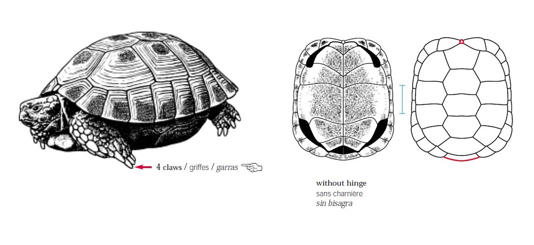 Russian Tortoise Age Size Chart
